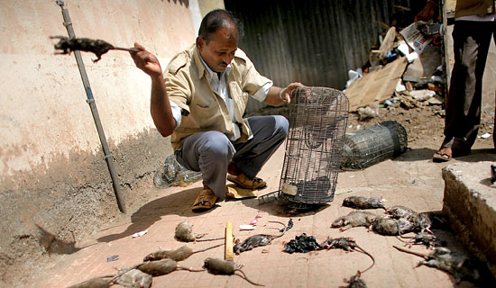 mumbai rat killer